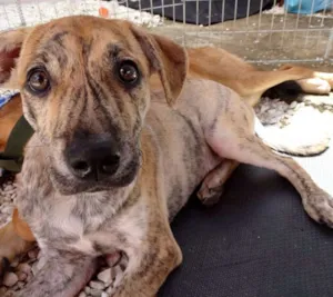 Cachorro raça SRD idade 7 a 11 meses nome Sorriso