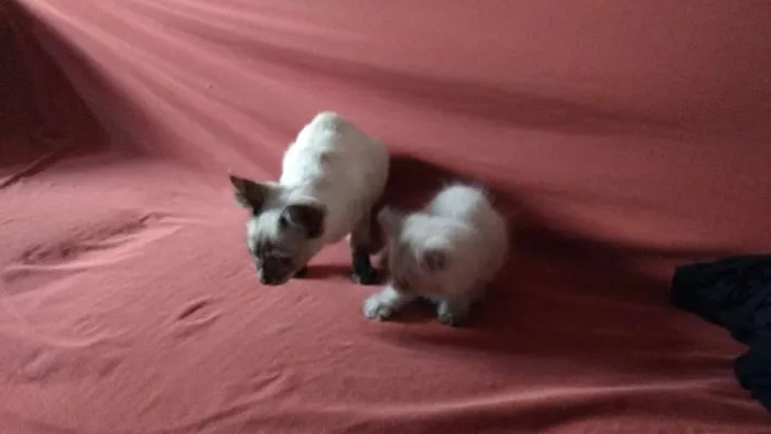 Gato ra a Sem raça definida idade Abaixo de 2 meses nome Meninas