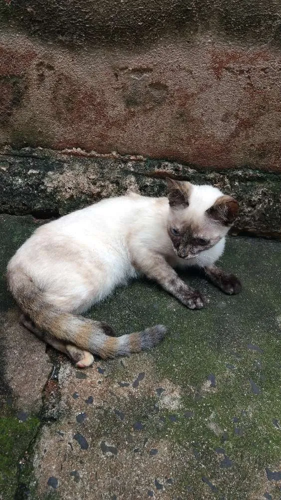Gato ra a Sem raça definida idade Abaixo de 2 meses nome Meninas