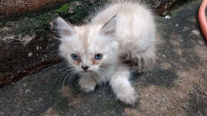 Gato ra a Sem raça definida idade Abaixo de 2 meses nome Meninas