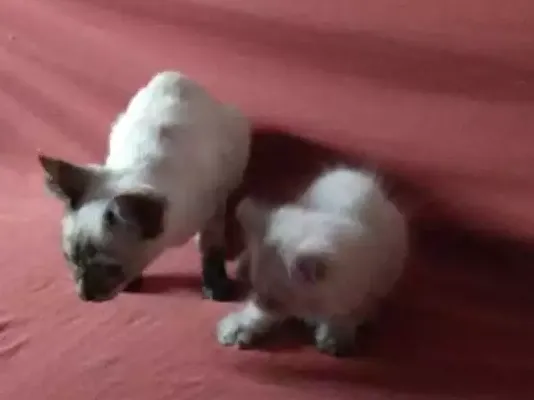 Gato ra a Sem raça definida idade Abaixo de 2 meses nome Meninas