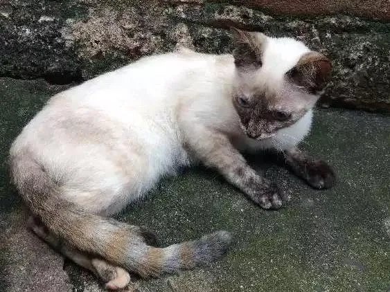 Gato ra a Sem raça definida idade Abaixo de 2 meses nome Meninas