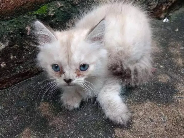 Gato ra a Sem raça definida idade Abaixo de 2 meses nome Meninas