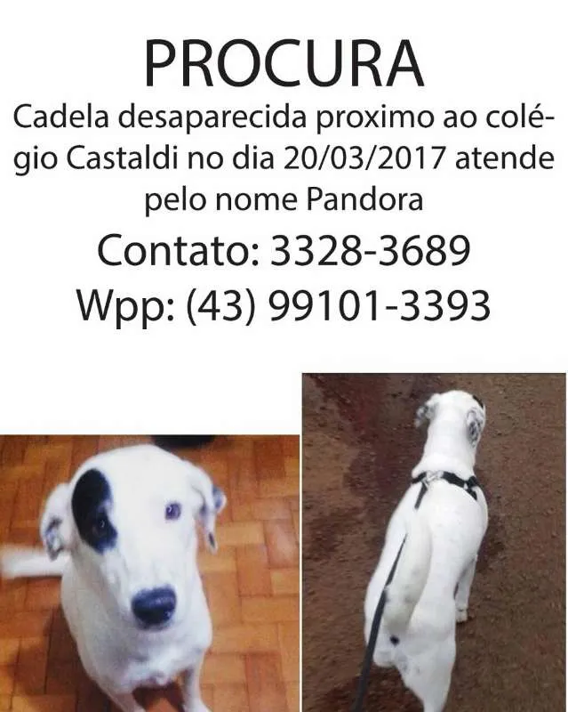 Cachorro ra a SRD idade 2 anos nome Pandora