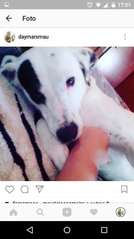 Cachorro ra a SRD idade 2 anos nome Pandora