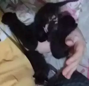 Gato raça Vira lata idade Abaixo de 2 meses nome Sem nome