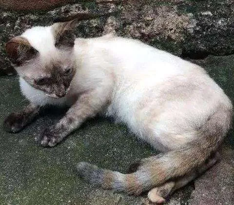 Gato ra a Sem raça definida idade Abaixo de 2 meses nome Meninas