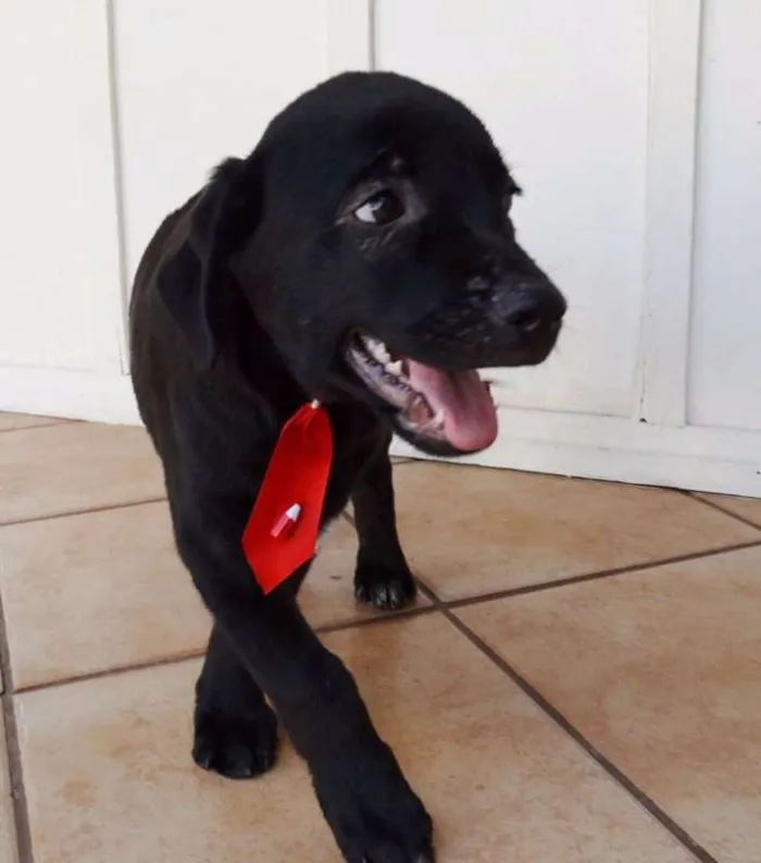 Cachorro ra a SRD idade 2 a 6 meses nome Feijão