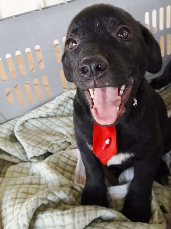 Cachorro ra a SRD idade 2 a 6 meses nome Feijão