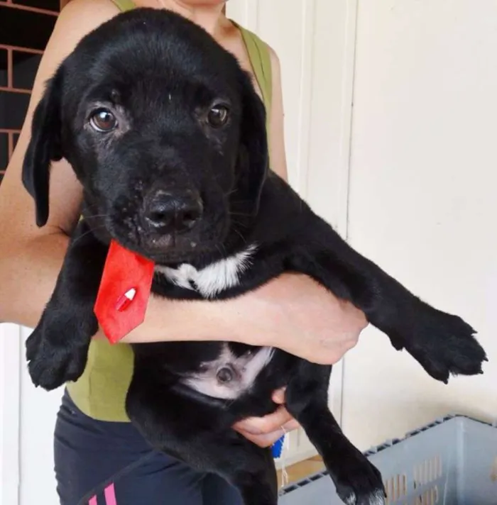 Cachorro ra a SRD idade 2 a 6 meses nome Feijão
