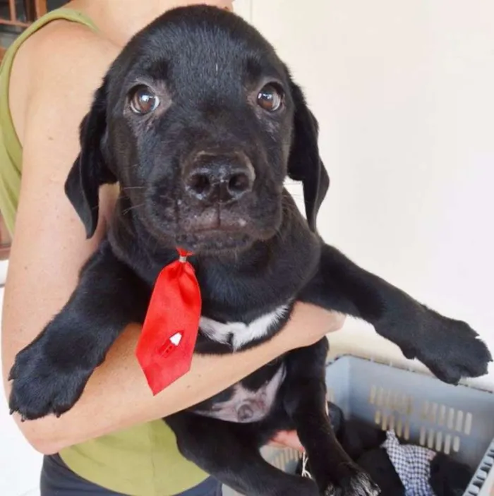 Cachorro ra a SRD idade 2 a 6 meses nome Feijão