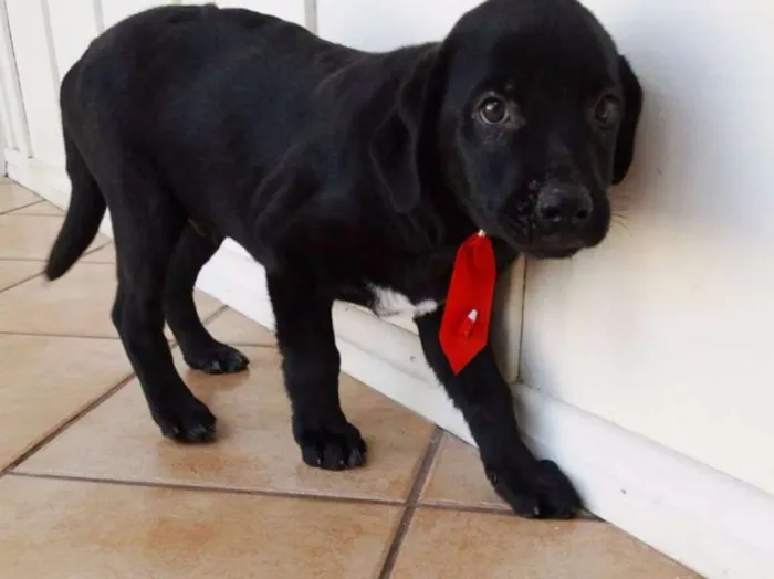 Cachorro ra a SRD idade 2 a 6 meses nome Feijão