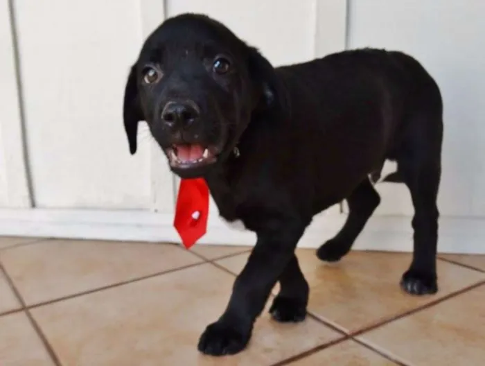 Cachorro ra a SRD idade 2 a 6 meses nome Feijão