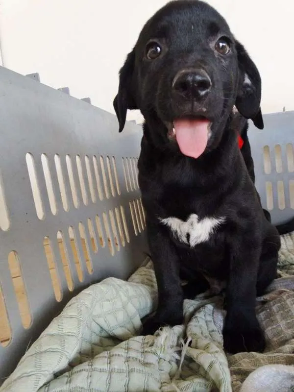 Cachorro ra a SRD idade 2 a 6 meses nome Feijão
