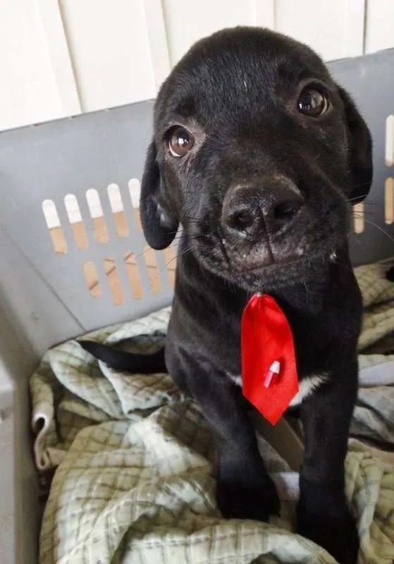 Cachorro ra a SRD idade 2 a 6 meses nome Feijão