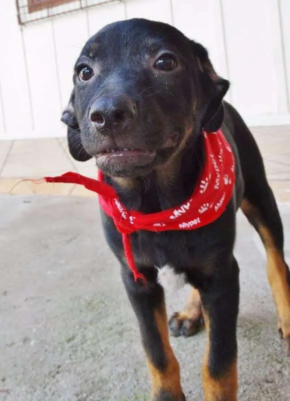 Cachorro ra a SRD idade 2 a 6 meses nome Pantufa