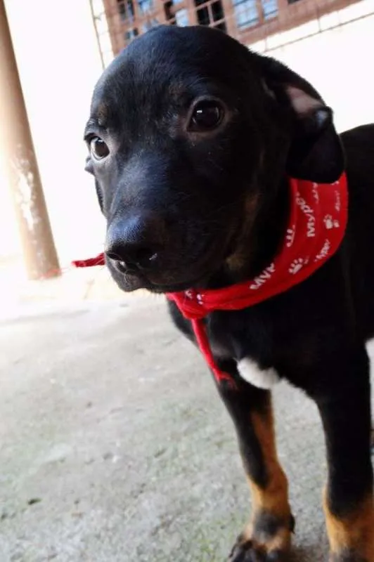 Cachorro ra a SRD idade 2 a 6 meses nome Pantufa