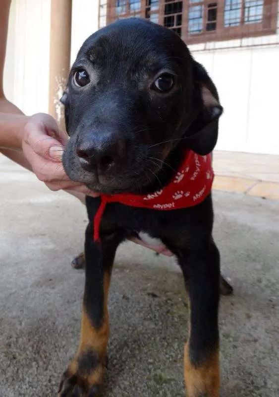 Cachorro ra a SRD idade 2 a 6 meses nome Pantufa