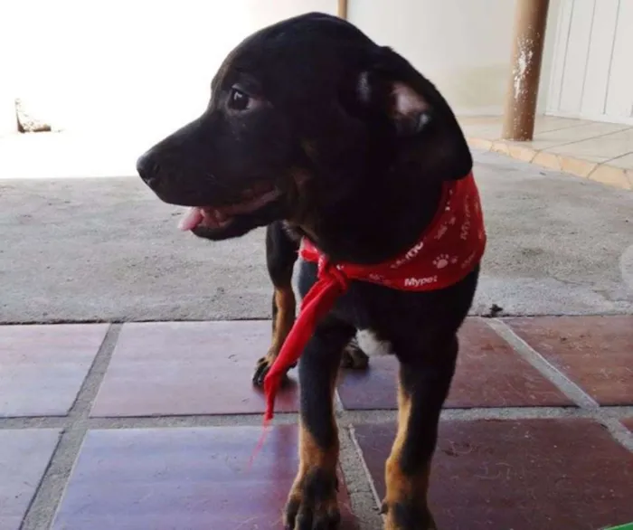 Cachorro ra a SRD idade 2 a 6 meses nome Pantufa