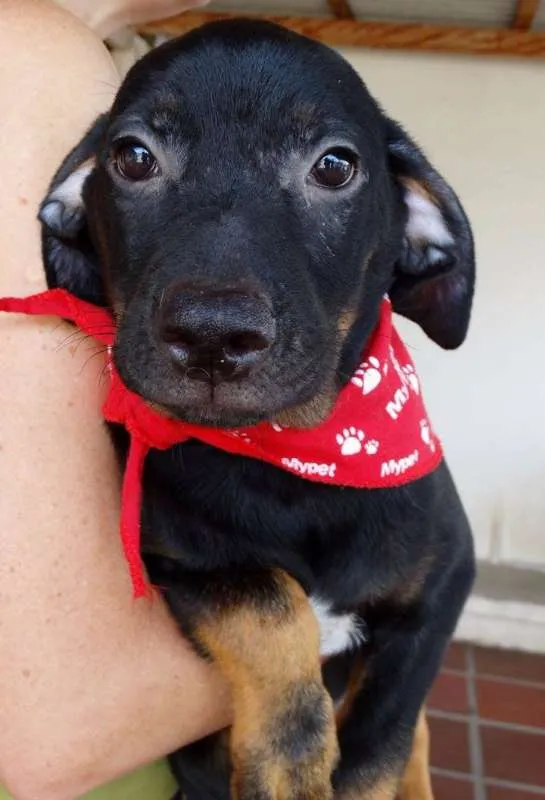 Cachorro ra a SRD idade 2 a 6 meses nome Pantufa