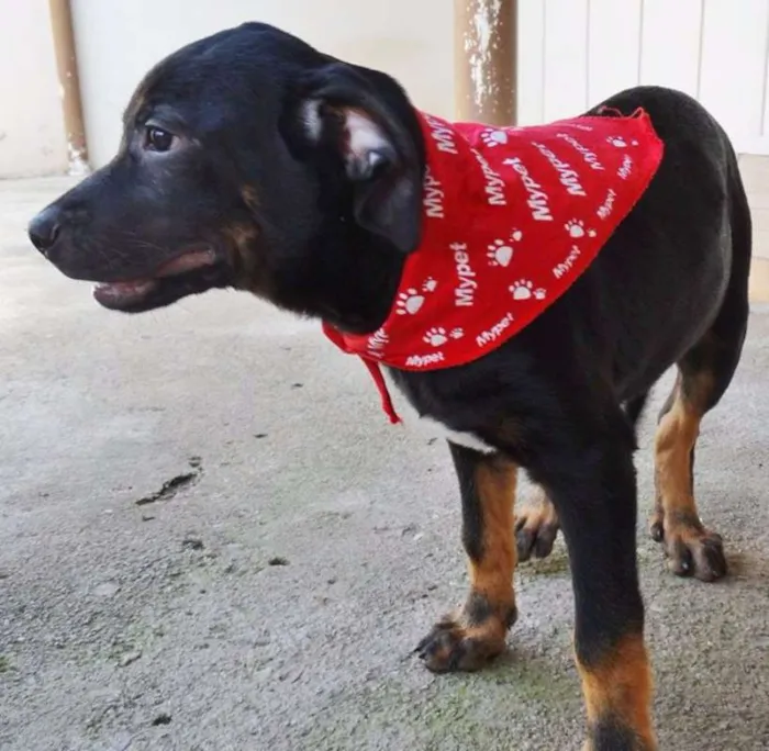 Cachorro ra a SRD idade 2 a 6 meses nome Pantufa