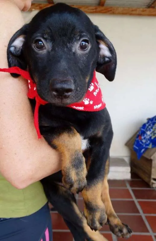 Cachorro ra a SRD idade 2 a 6 meses nome Pantufa