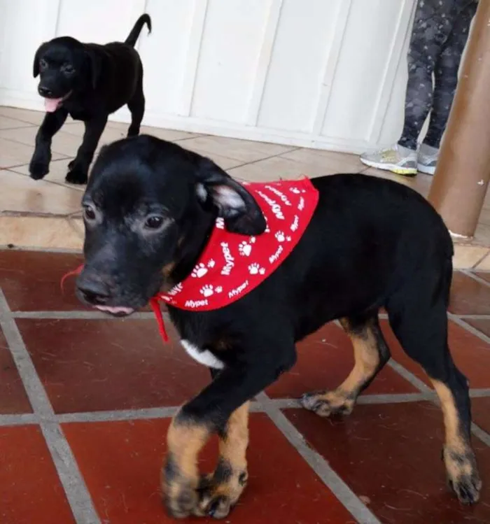 Cachorro ra a SRD idade 2 a 6 meses nome Pantufa