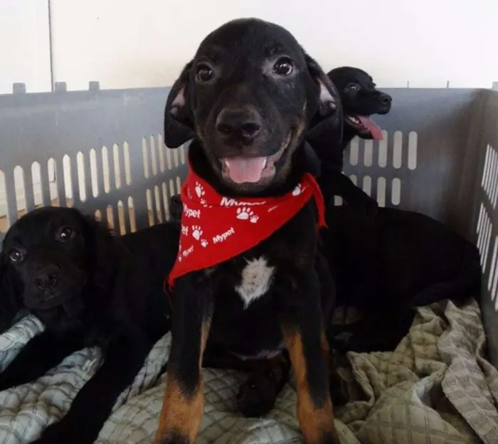 Cachorro ra a SRD idade 2 a 6 meses nome Pantufa