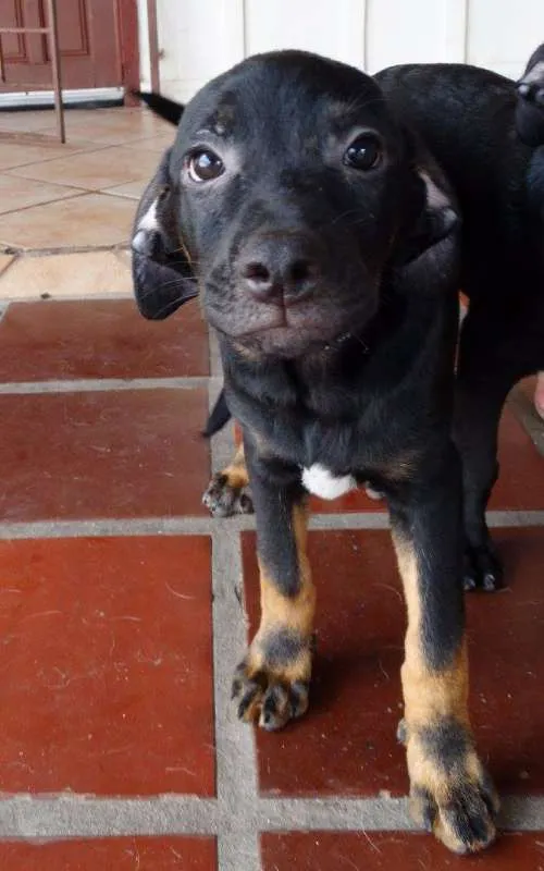Cachorro ra a SRD idade 2 a 6 meses nome Pantufa