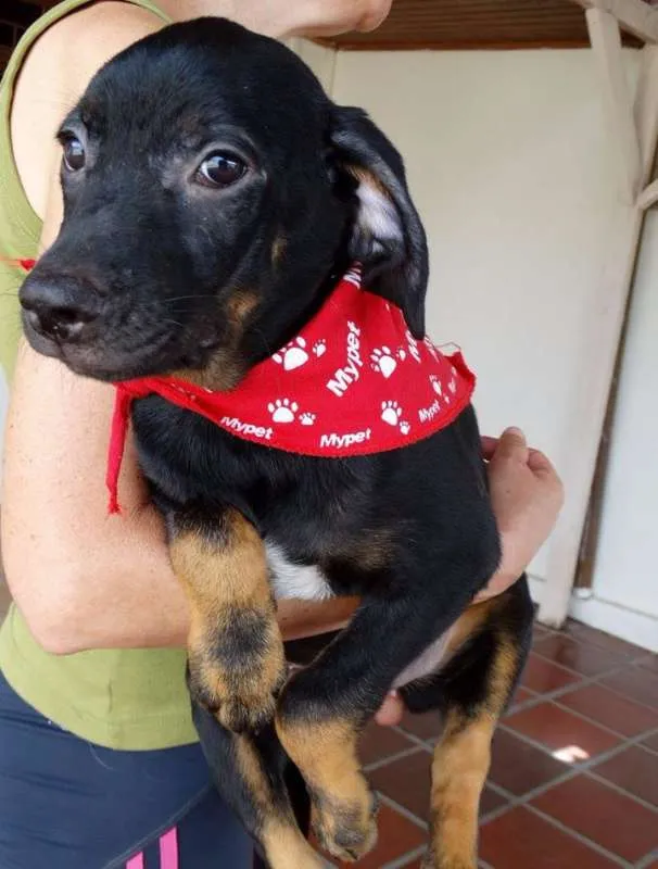Cachorro ra a SRD idade 2 a 6 meses nome Pantufa