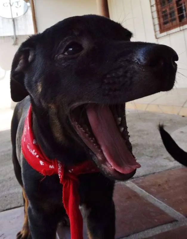 Cachorro ra a SRD idade 2 a 6 meses nome Pantufa