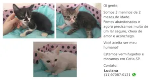Gato raça  idade 2 a 6 meses nome Filhotinhos de gato