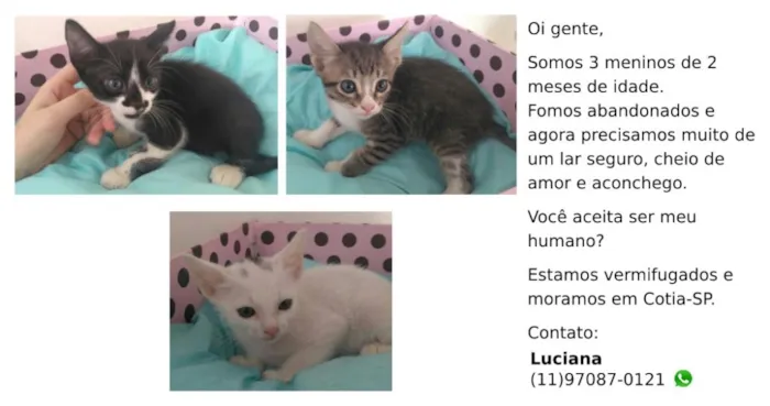 Gato ra a  idade 2 a 6 meses nome Filhotinhos de gato