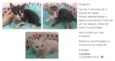Filhotinhos de gato