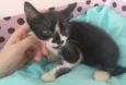 Filhotinhos de gato