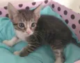 Filhotinhos de gato