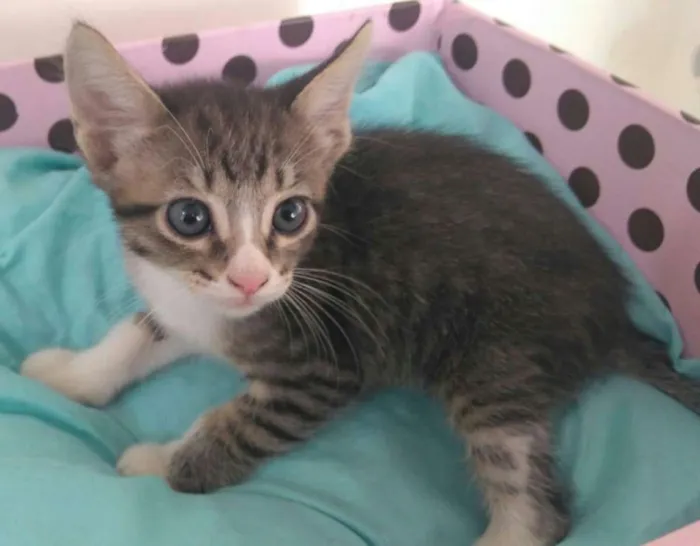 Gato ra a  idade 2 a 6 meses nome Filhotinhos de gato