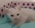 Filhotinhos de gato