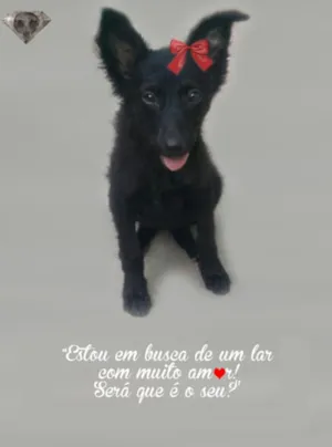 Cachorro raça srd idade 2 a 6 meses nome Pretinha