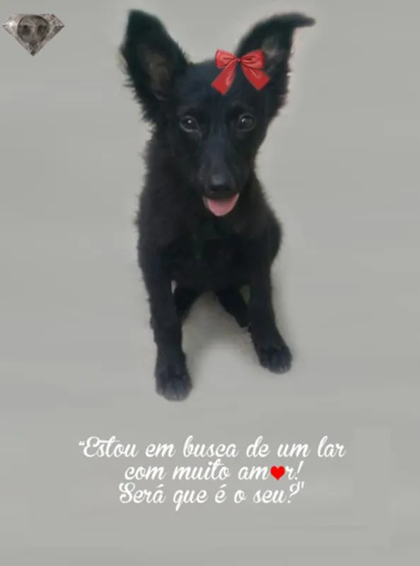 Cachorro ra a srd idade 2 a 6 meses nome Pretinha