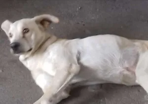 Cachorro raça Mestiço de labrador com vira-lata idade 7 a 11 meses nome Capitao America