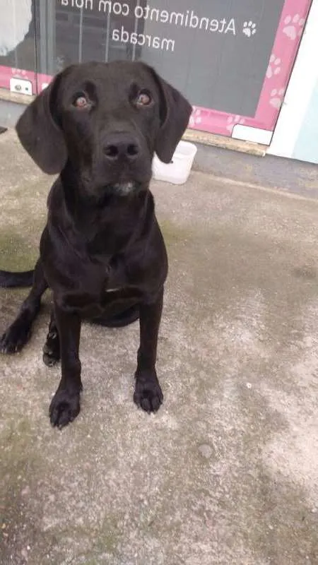 Cachorro raça Labrador mestiço idade 7 a 11 meses nome Valmor