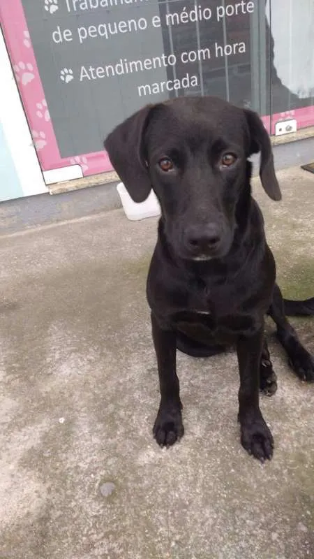 Cachorro raça Labrador mestiço idade 7 a 11 meses nome Valmor