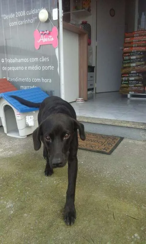 Cachorro raça Labrador mestiço idade 7 a 11 meses nome Valmor