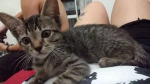 Gato raça Não sei dizer idade 2 a 6 meses nome Rodolfo