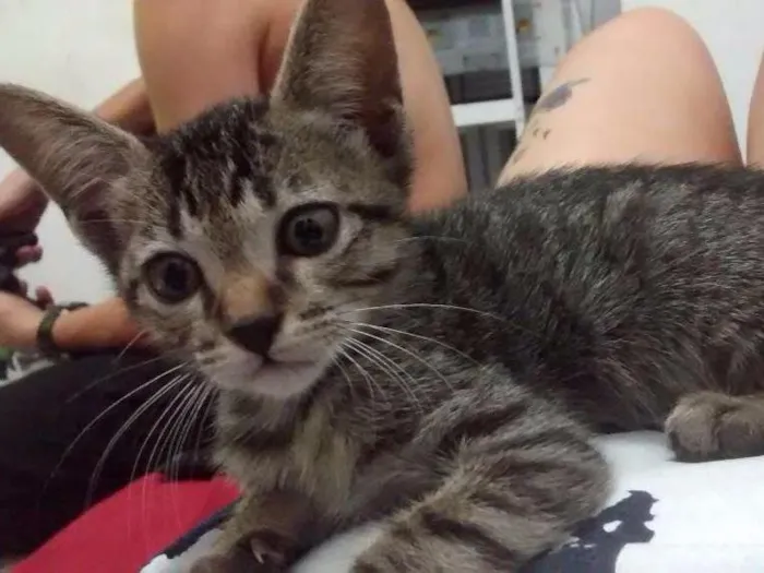 Gato ra a Não sei dizer idade 2 a 6 meses nome Rodolfo