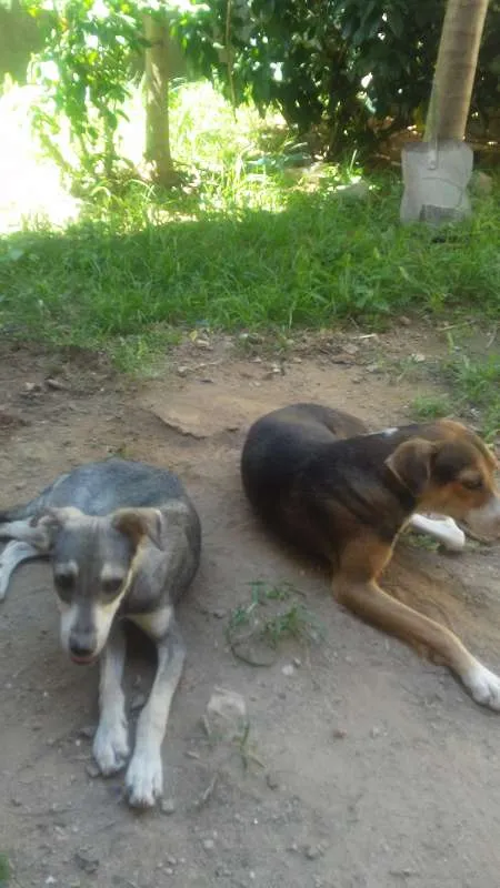 Cachorro raça VIRA LARA  idade 1 ano nome TOBE, ALBINO ETC