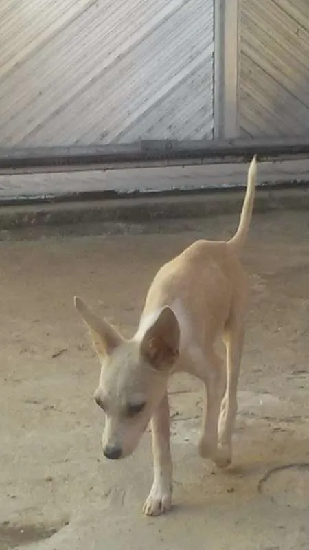 Cachorro raça VIRA LARA  idade 1 ano nome TOBE, ALBINO ETC
