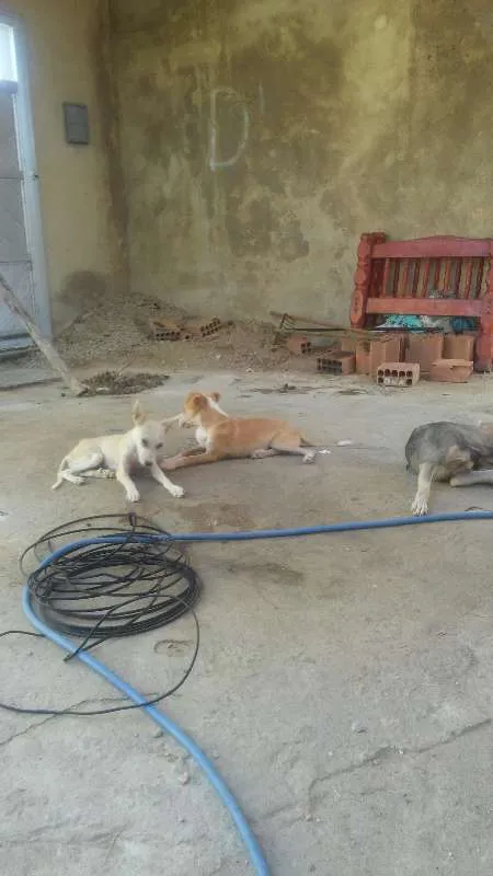 Cachorro raça VIRA LARA  idade 1 ano nome TOBE, ALBINO ETC