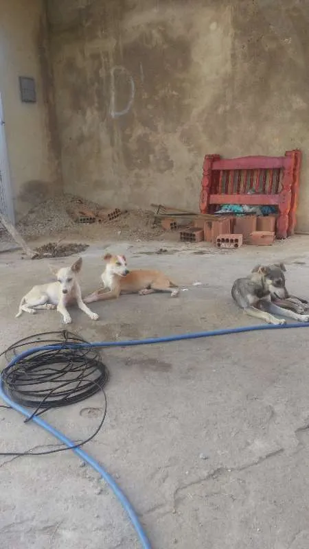 Cachorro raça VIRA LARA  idade 1 ano nome TOBE, ALBINO ETC